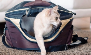 Chat : que faire pour mon animal lorsque je suis absent ?